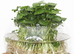 水培金錢草